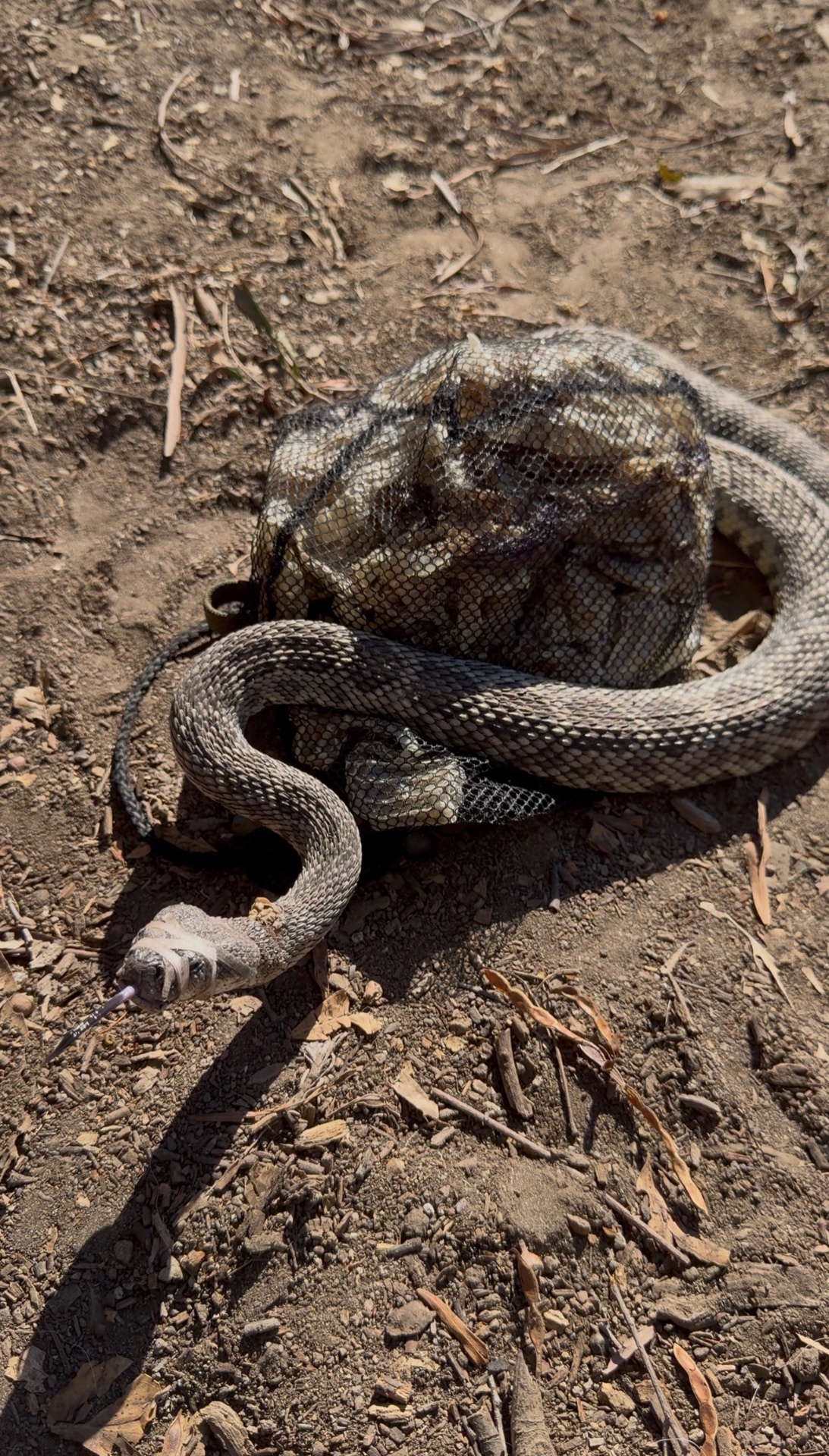 Muzzled rattlesnake coiled on dry ground at a training site
